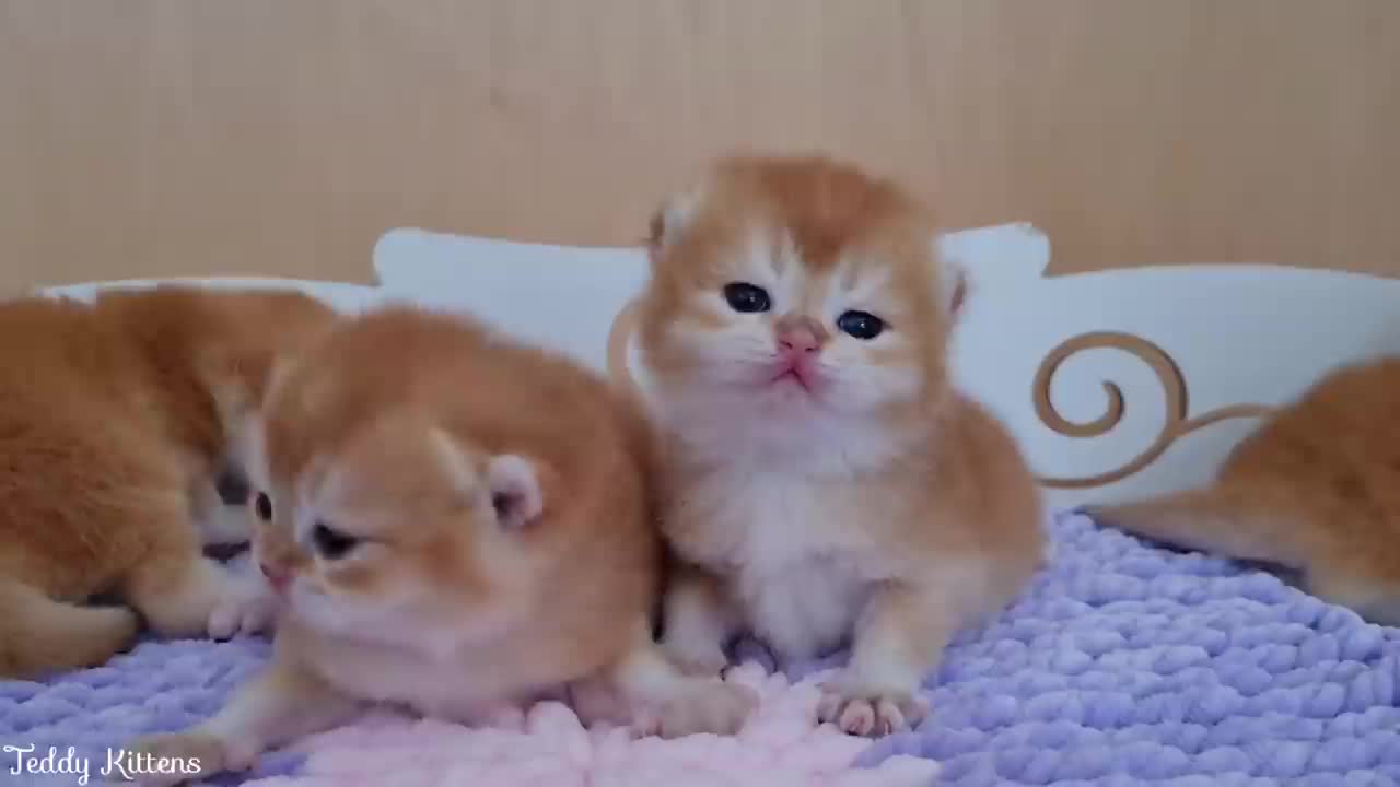 Tiny Kittens finally saw their mommy | They opened eyes💓🐱💓