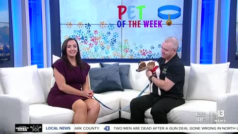 Pet of the Week Otis