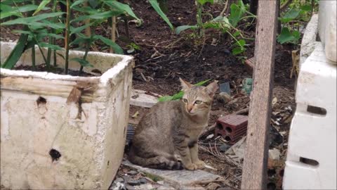 How Cats React When Seeing Stranger 1st Time - Running or Being Friendly 12? | Viral Cat