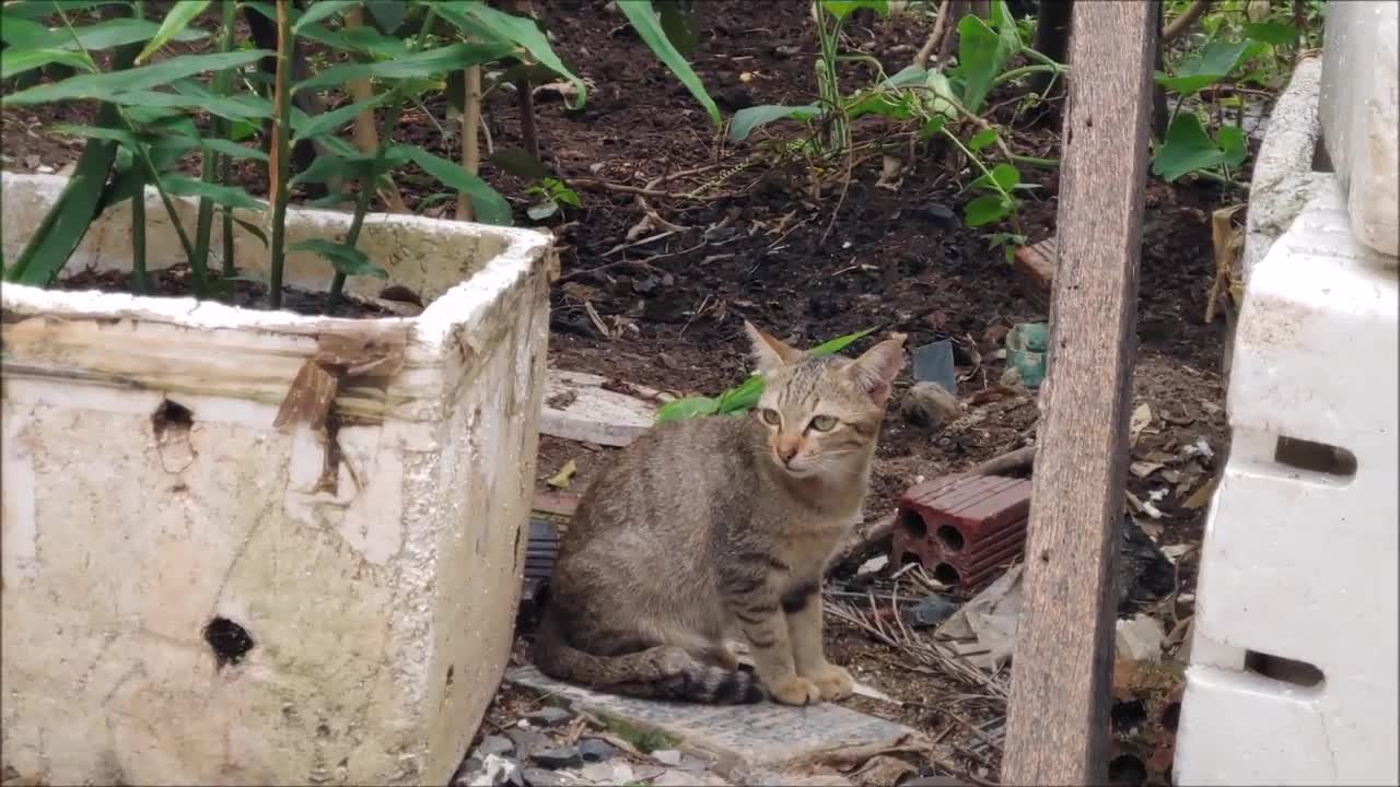 How Cats React When Seeing Stranger 1st Time - Running or Being Friendly 12? | Viral Cat