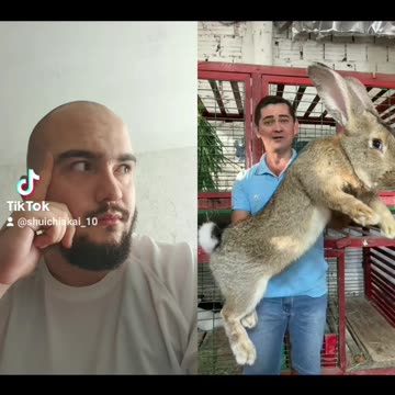 RIESENHASE😮 #shorts #Hare