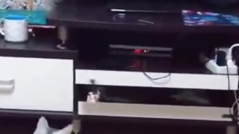 This cat did not like that helicopter :D