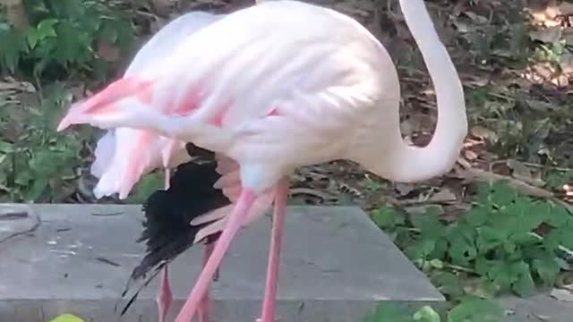 So this is flamingo