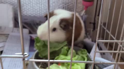 A lovely guinea pig is eating lettuce