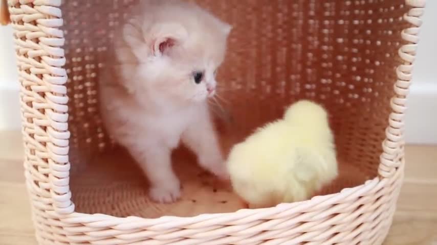 Kittens walk with a tiny chicken happy