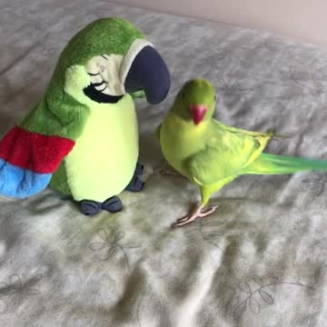 talking-parrot-plays-peekaboo-with-parrot-stuffed-animal-downstreamer