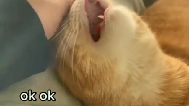 cat funny movement . watch more animal funny video like & share with friend & subscribe