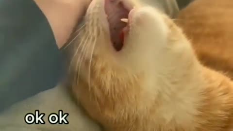 cat funny movement . watch more animal funny video like & share with friend & subscribe