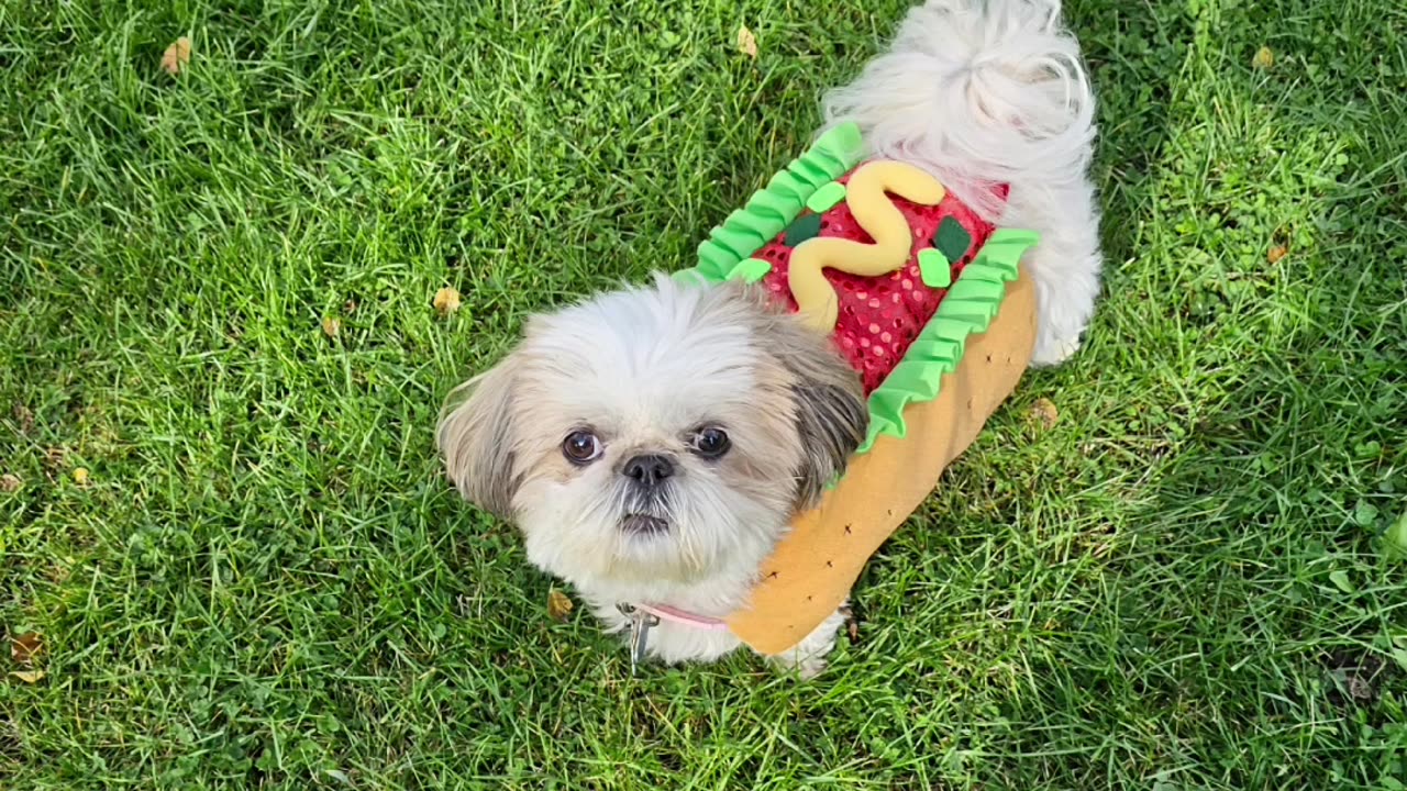 Rosie The Hotdog (Featuring Rosie The Shihtzu)