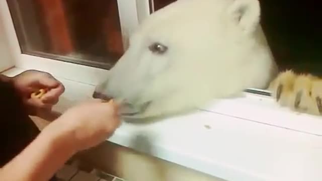 Russians feeding polar bear smores