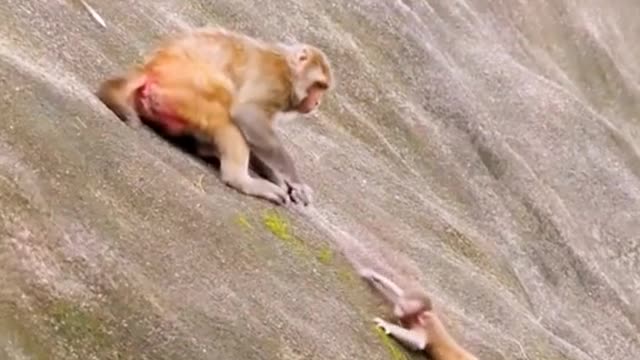 The monkey mother did not catch it, accidentally fell down