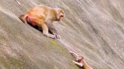 The monkey mother did not catch it, accidentally fell down