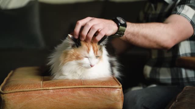 Baby sees cat in plastic bag, breaks out into