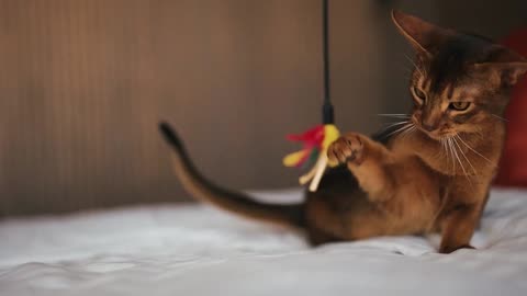 cat playing