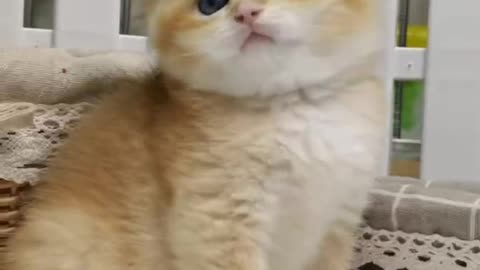 Very cute and funny kitten