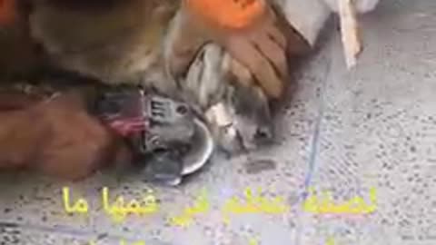 Dog was help less😥😥😥 some people help it