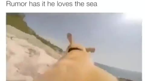 When you get a camera on the back of a dog