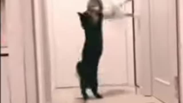 Funny cat