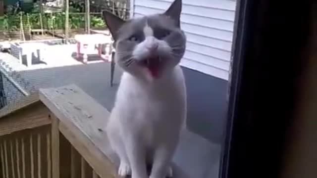 new best video by the yelling cat is so funny