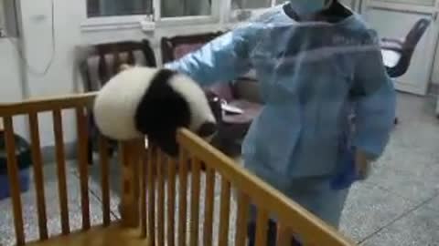 Little panda try to get out from the baby bed. SO CUTE!!!!!