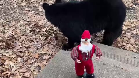 Dancing Santa Toy Baffles Bear