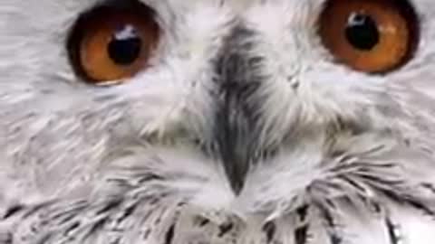 So cute owl animal