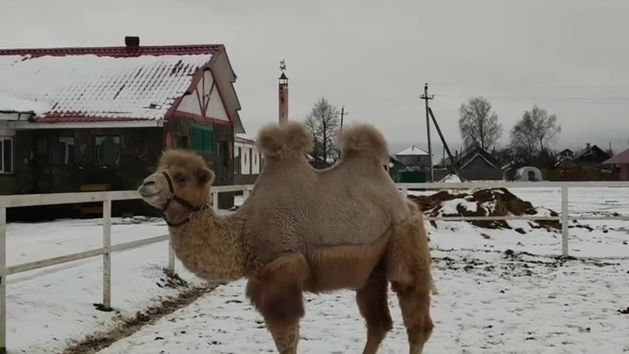 Camel Sees Snow For the First Time