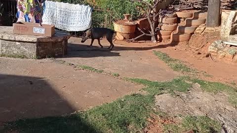 Treinamento de faro para cães