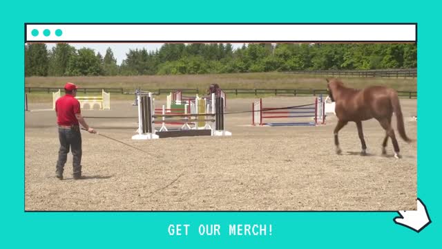 How horses are trained ! Correct way for Lungeing