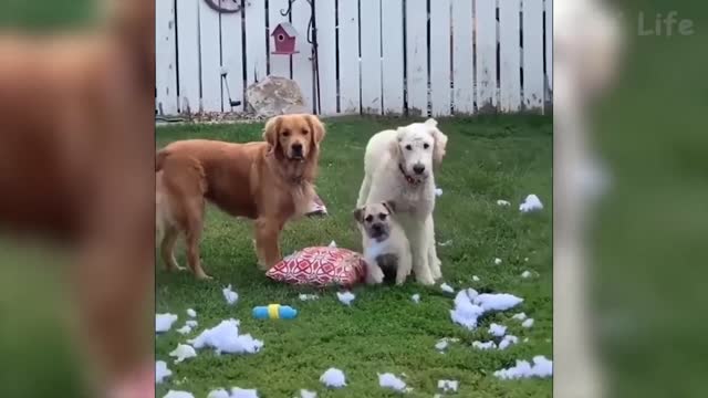 🤣 Funniest 🐶 Dogs and 😻 Cats Awesome Funny Pet Animals Videos 😇