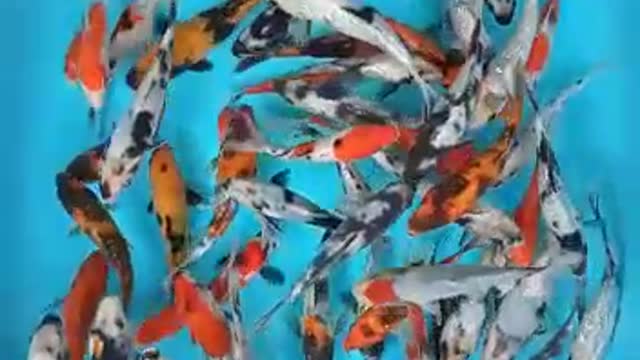 Koi fish