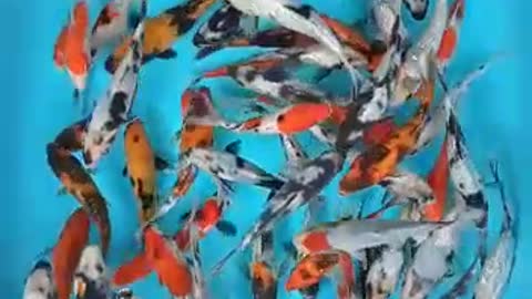 Koi fish