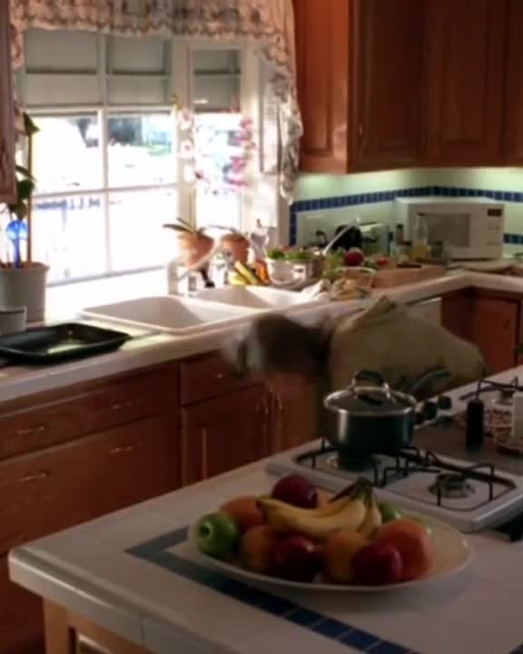 funny|prank|jokes|funny jokes|dad jokes|funny memes|funny video|fun|laughing|funny animal|knock