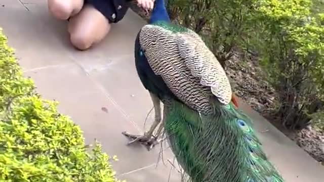 Peacock friend