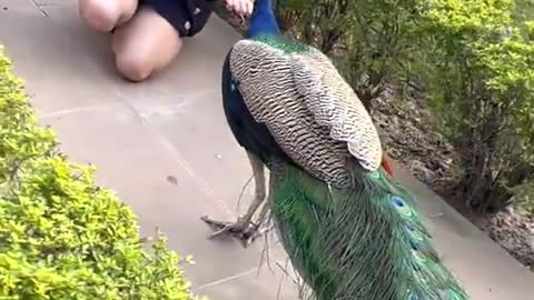 Peacock friend