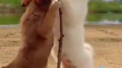 Two funny dog try eating a chicken leg😍😍