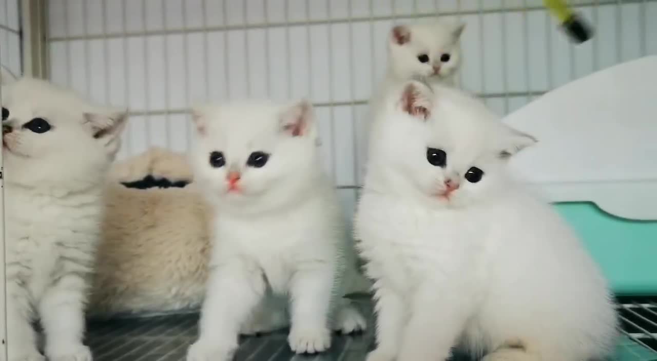 Ragdoll