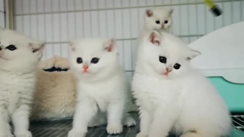 Ragdoll