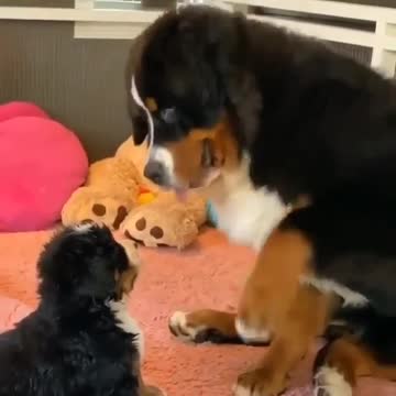 Loving puppy and mother dog