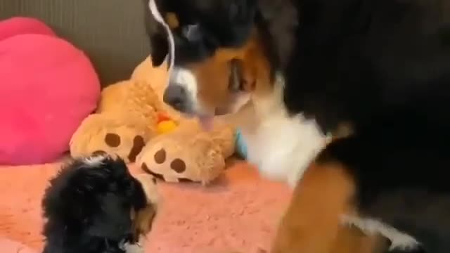 Loving puppy and mother dog