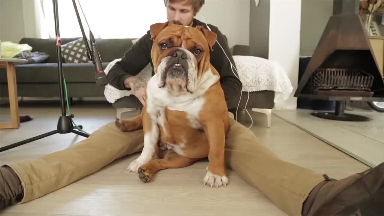 Funny and cute Bulldog Sounds 2022