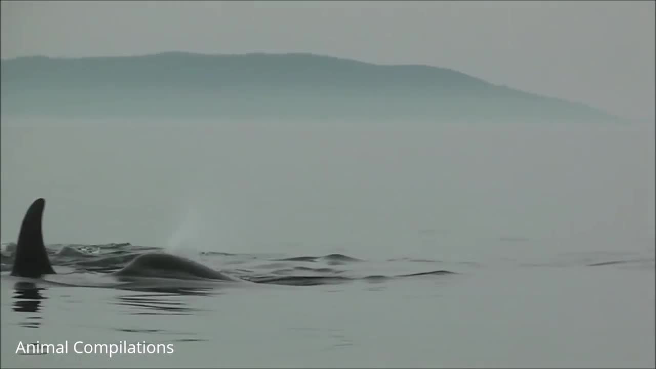 Wild Orca Killer Whales Swimming - Compilation