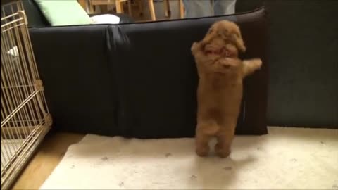 Puppy Poodles, cute, Joy, happy