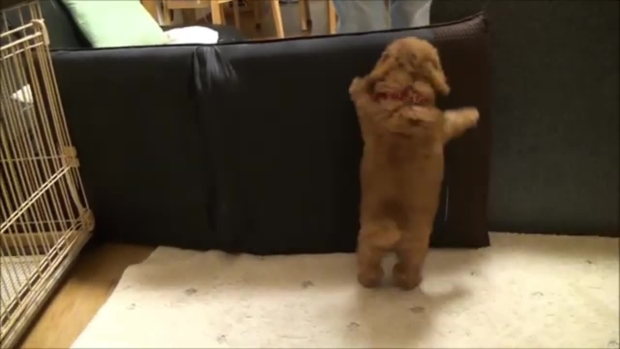 Puppy Poodles, cute, Joy, happy