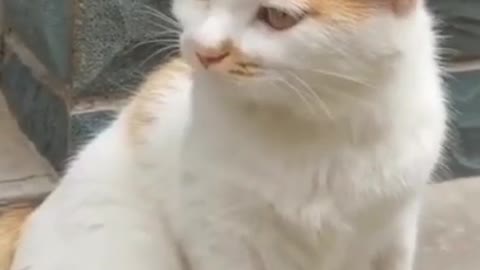 Funny animals reaction 🤣🤣