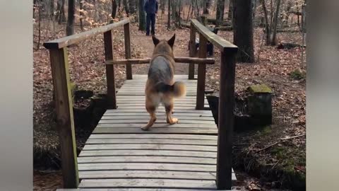 Try Not To Laugh At This Ultimate Funny Dog Video Compilation.So funny