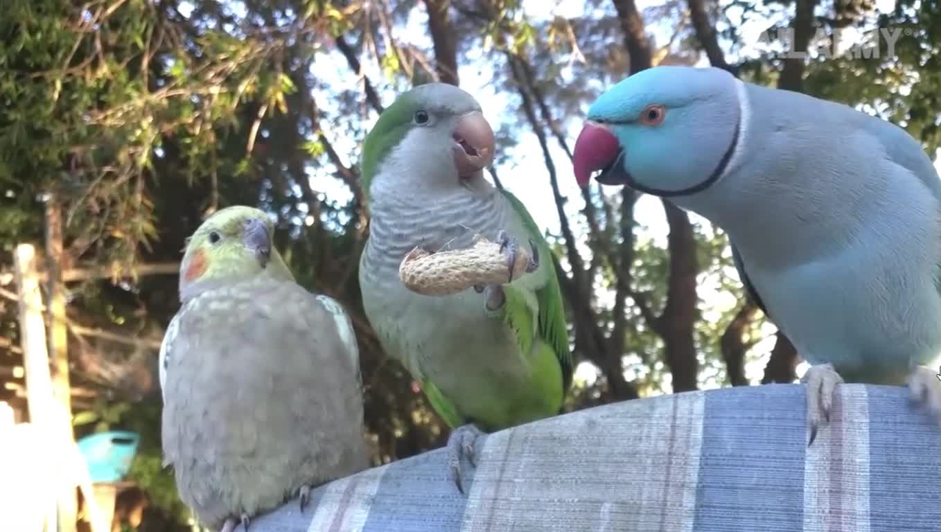 Gatti vs uccelli