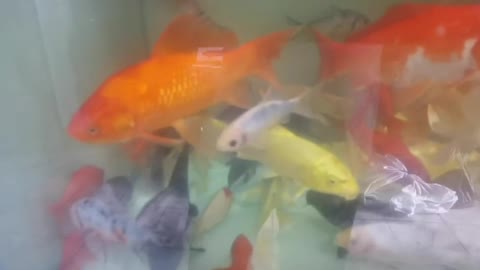 goldfish