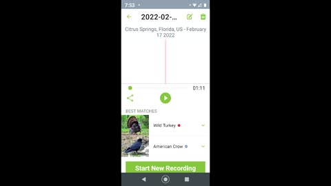 Crow Fools Bird App Into Thinking It's A Turkey