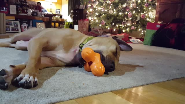 Dog falls asleep while playing with Christmas toy